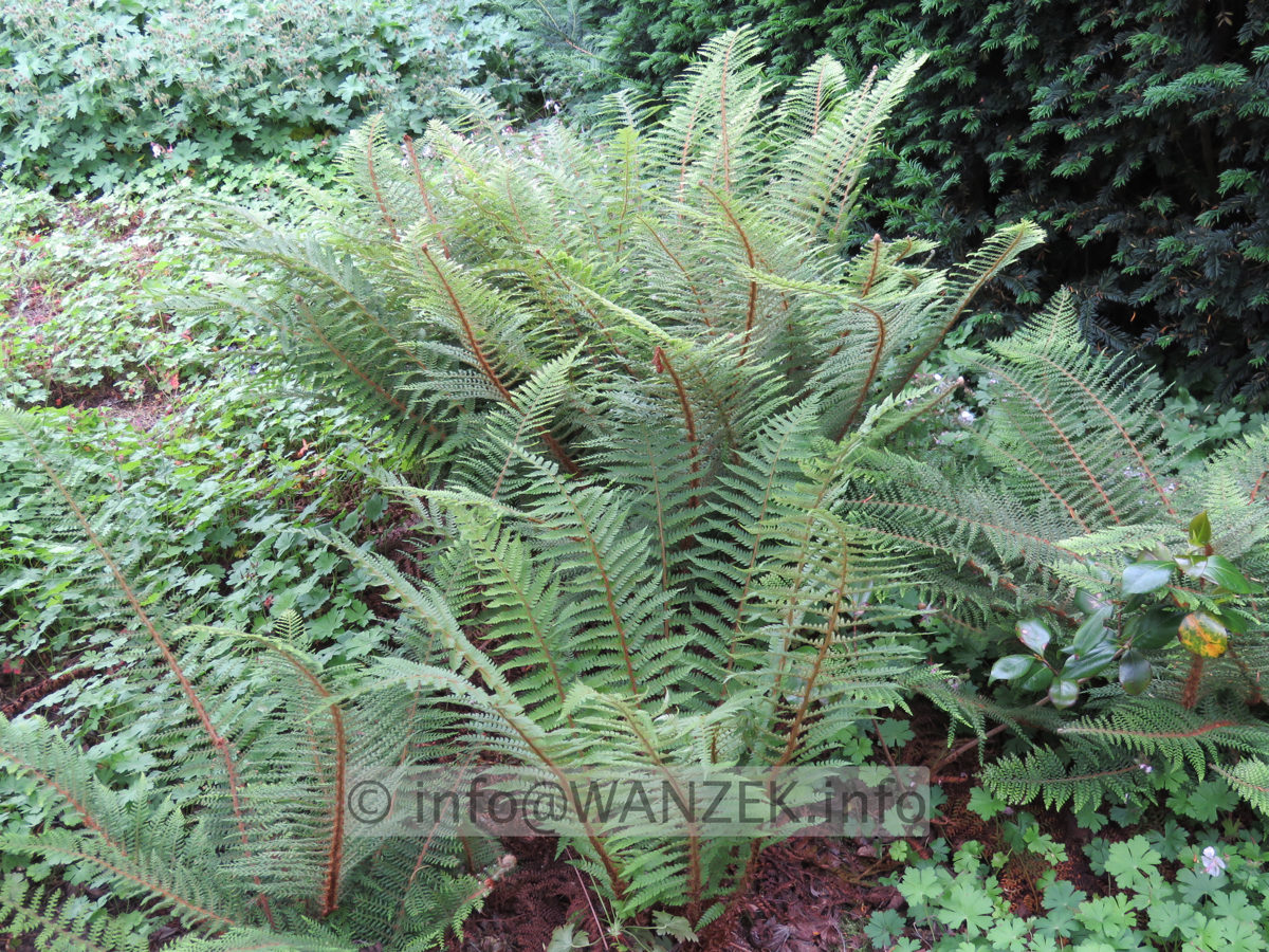 Polystichum setiferum Proliferum 01.JPG